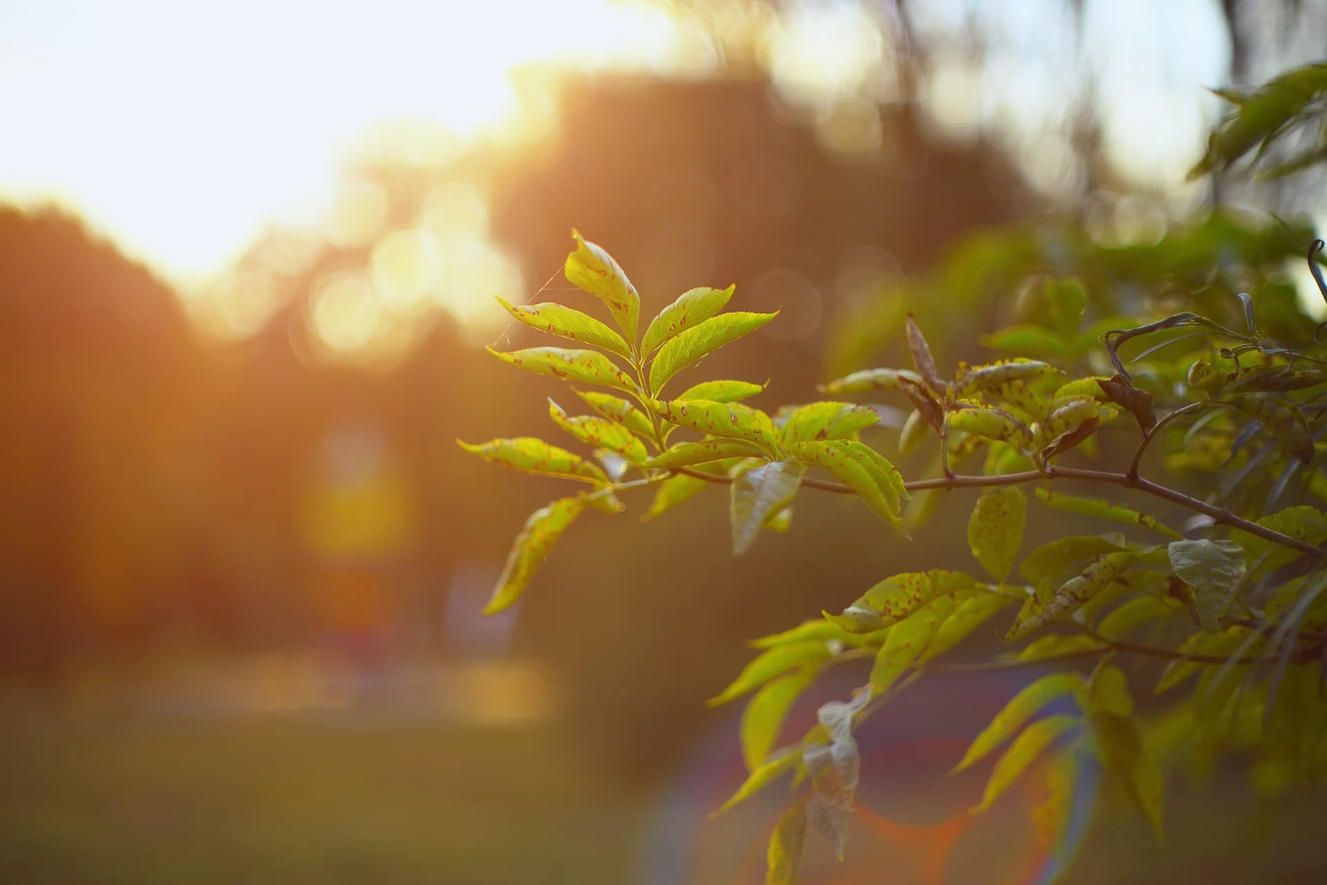 Sunlight glowing through leaves at sunrise